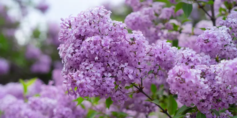 Clusters of flowers on a lilac shrub