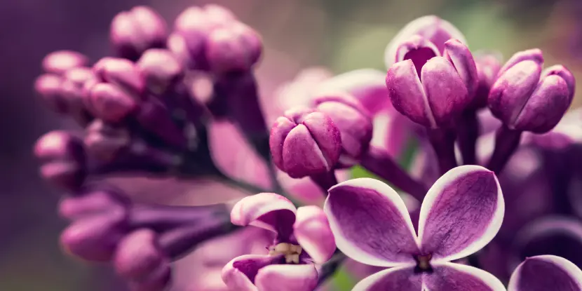 Lilac buds beginning to open