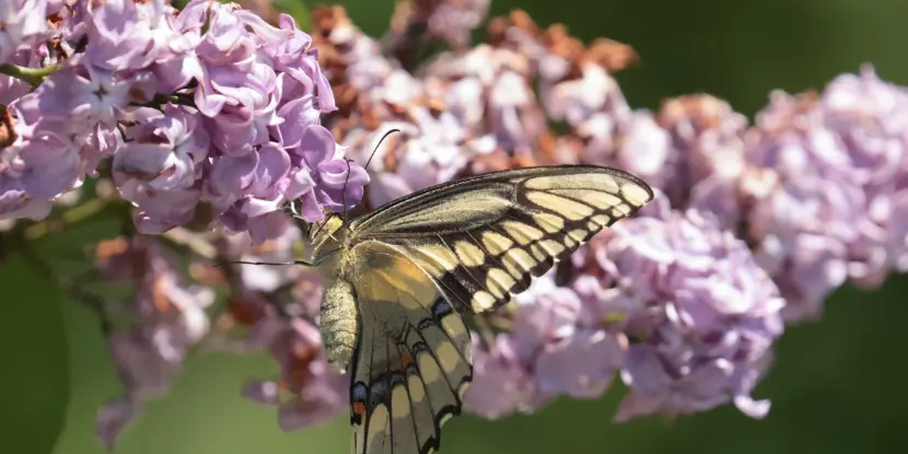 Butterfly on lilac blossoms