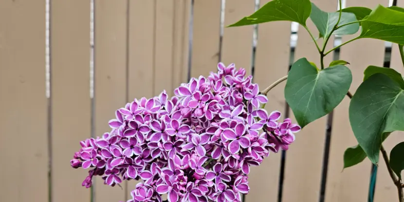 Lilac blossoms on a young plant