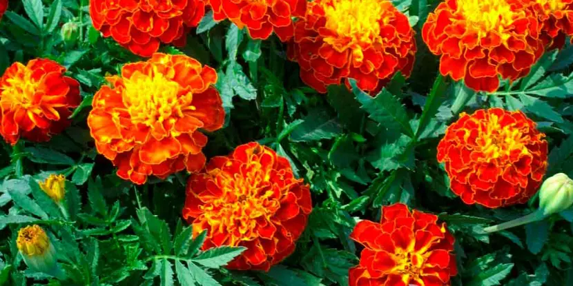 French Marigolds (Tagetes patula)