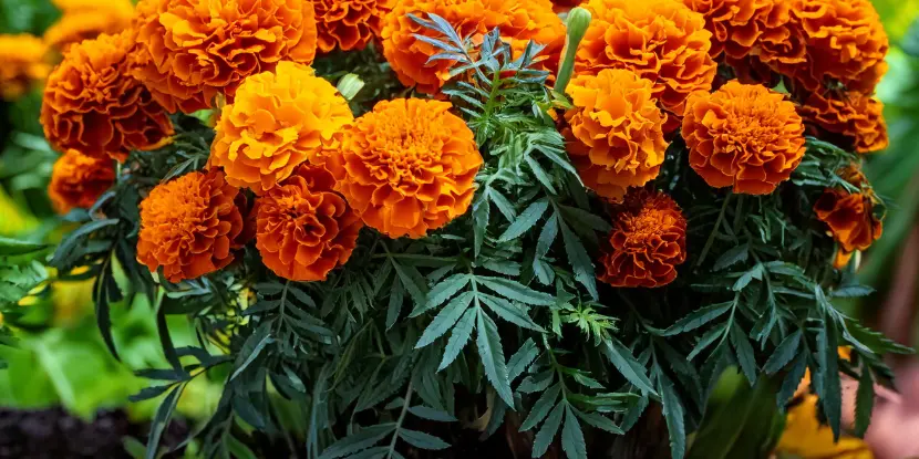 Marigolds growing in a container