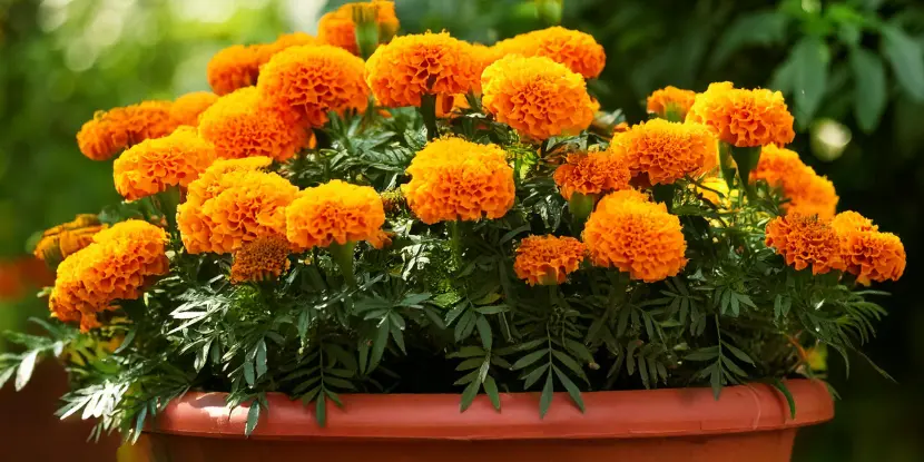 Orange marigolds growing in a pot