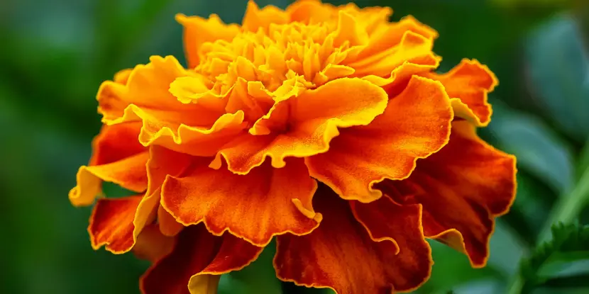 Triploid Marigold blossom