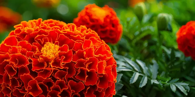 African Marigolds (Tagetes erecta)