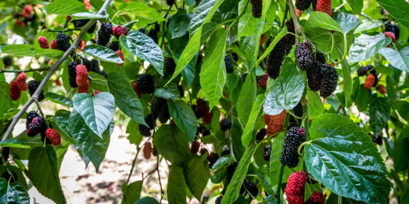 A mulberry tree laden with ripe fruit