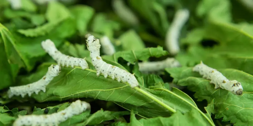 Silkworms feeding on mulberry leaves