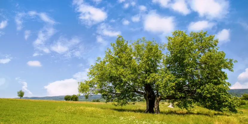 A mulberry tree in a meadow