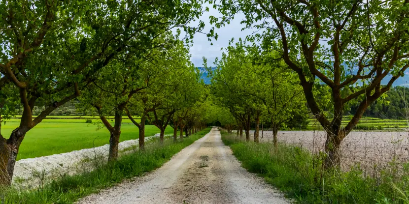 Mulberry trees lining a dirt highway