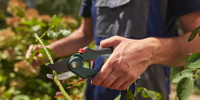 A man trimming a rose bush