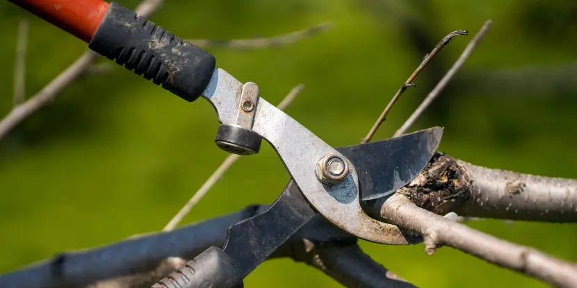 Loppers cutting a tree branch