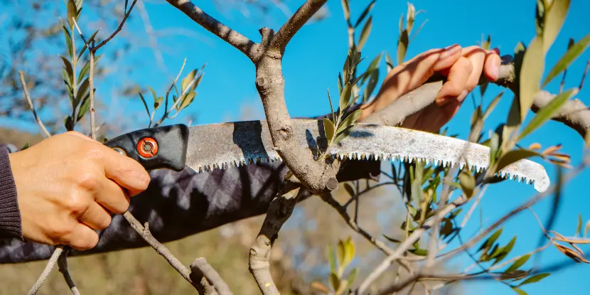 Tree saw trimming a branch