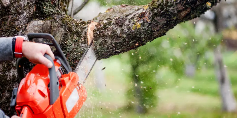 Chainsaw slicing off a tree branch