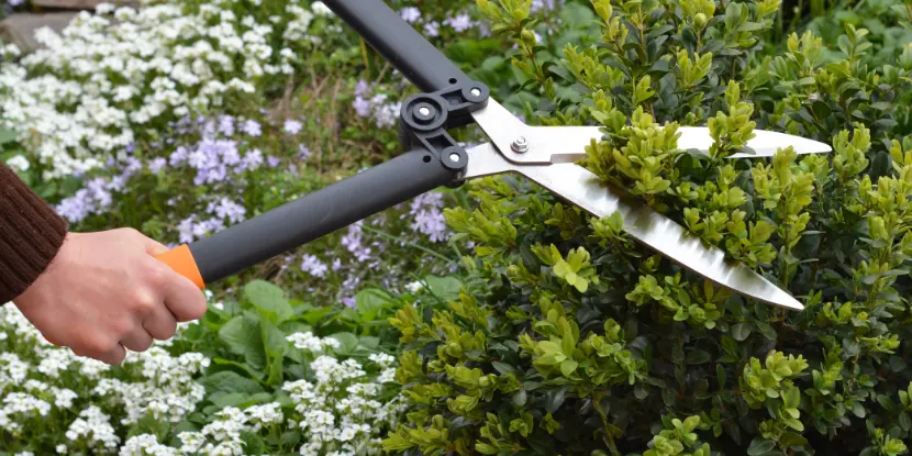 Hedge trimmer shaping a shrub