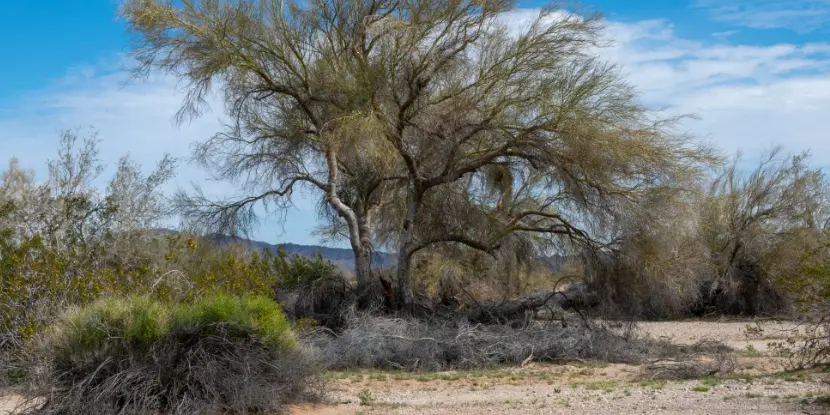 Palo Verde tree in the California desert