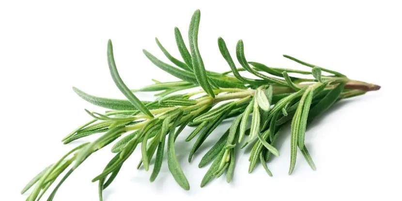 Rosemary sprigs