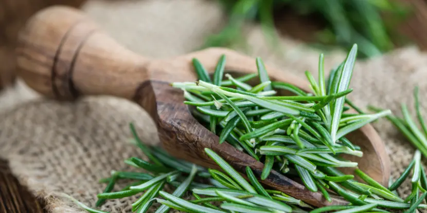 Rosemary leaves