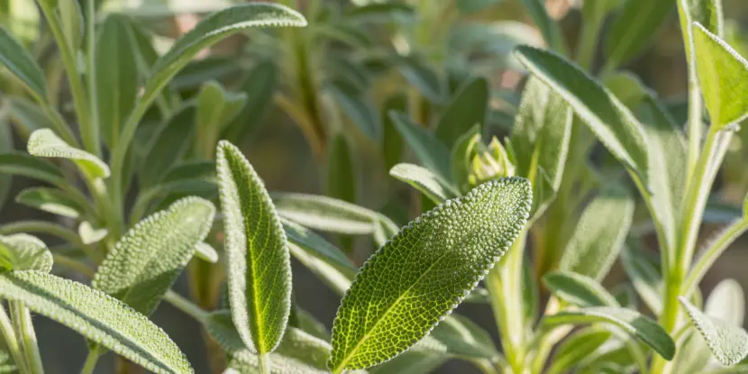 Salvia officinalis leaves