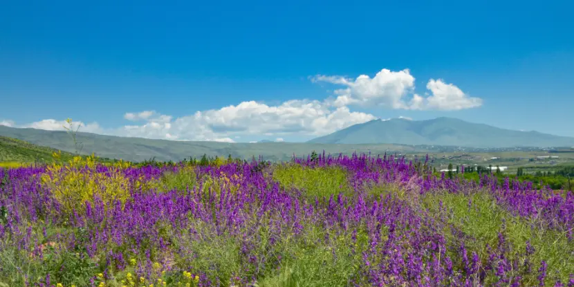 Purple sage in a field