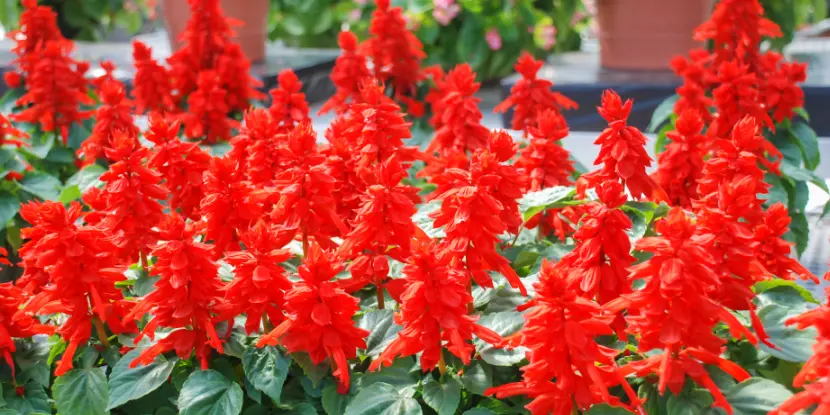 Red Salvia splendens