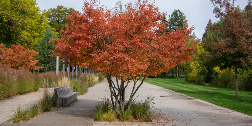 A serviceberry tree in autumn