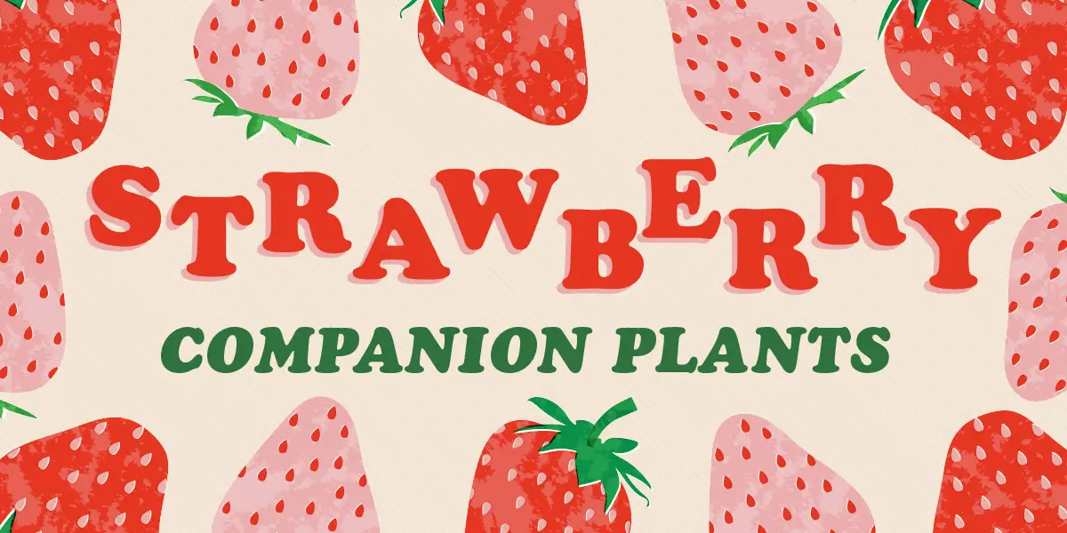 Strawberry Companion Plants