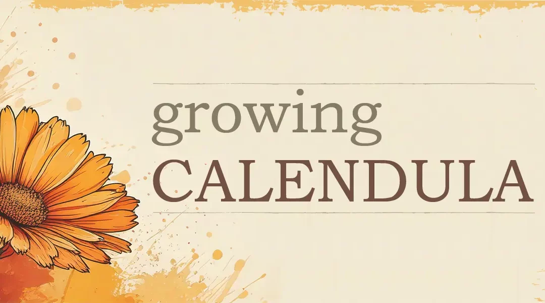 Growing Calendula from Seed: Guidelines for Success