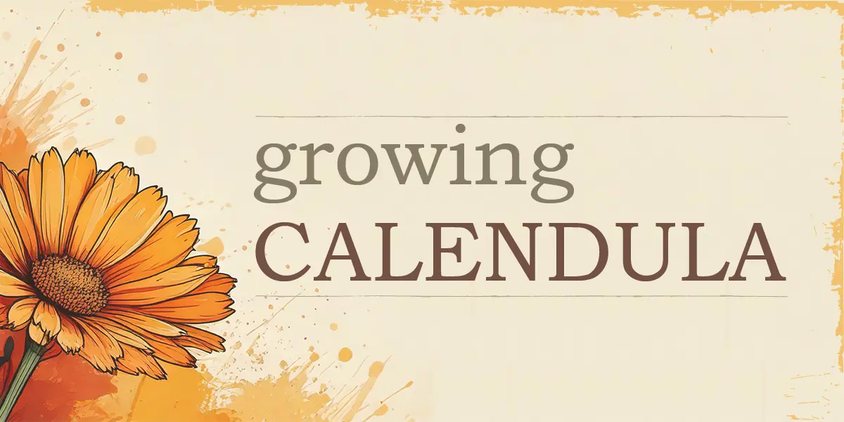 Growing Calendula