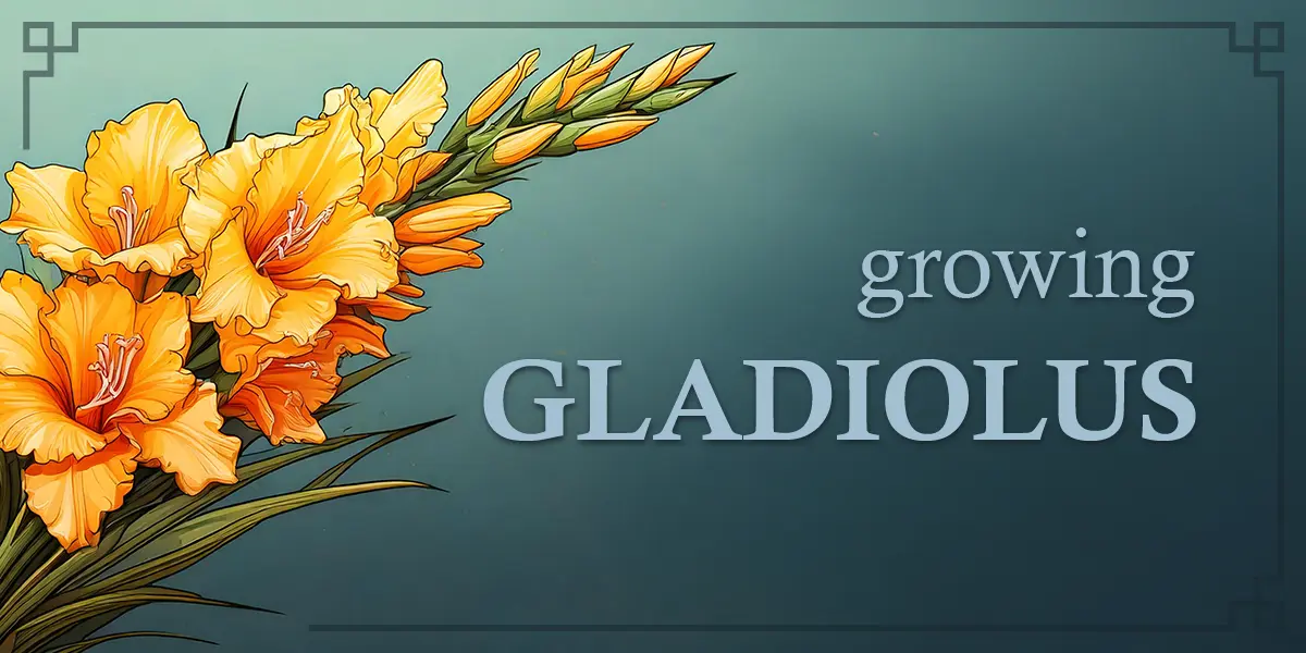 Growing Gladiolus