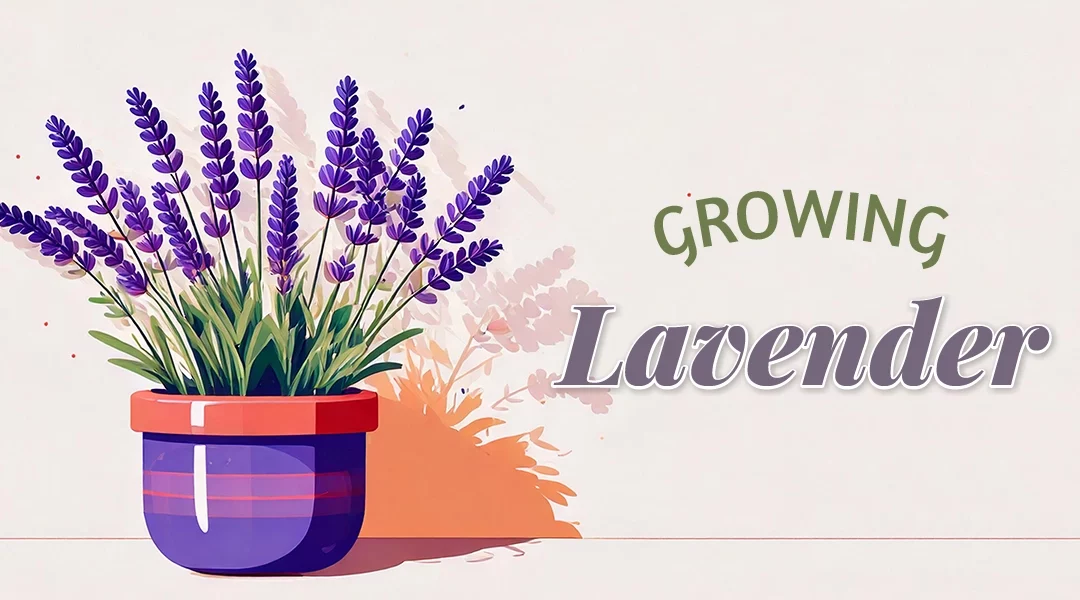 How to Grow Lavender Plants Indoors or Out