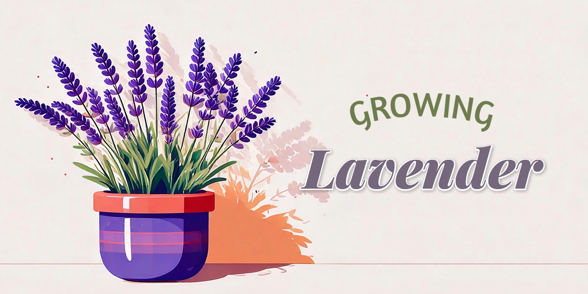 Growing Lavender