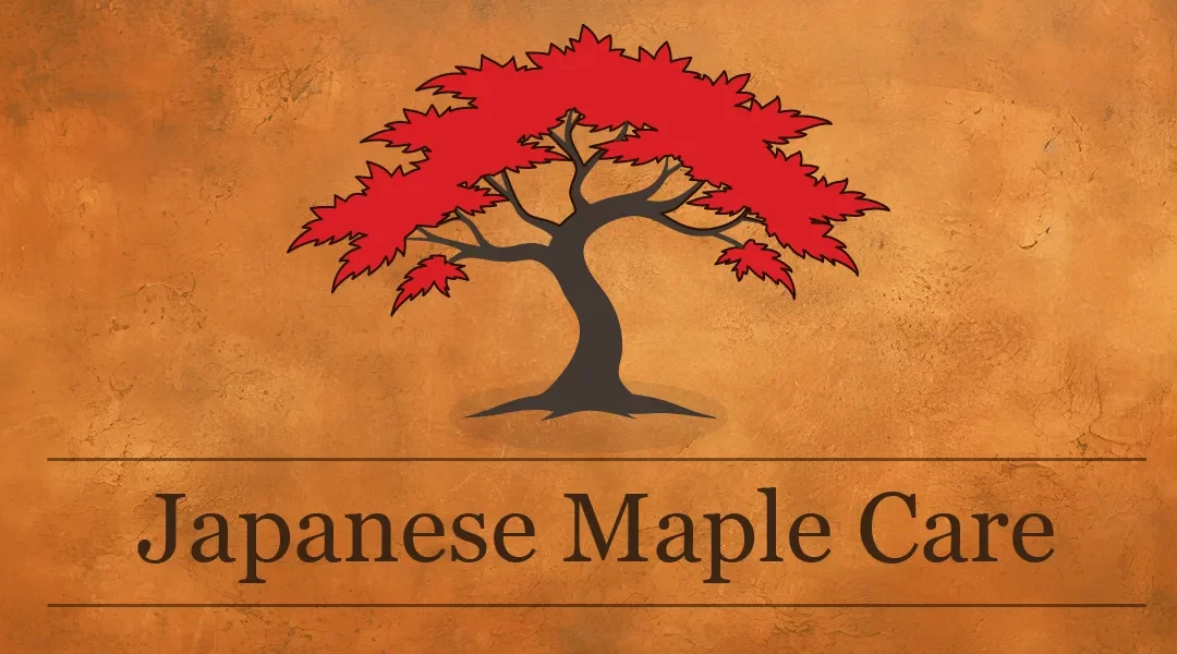 Japanese Maple Tree Care for California Gardeners