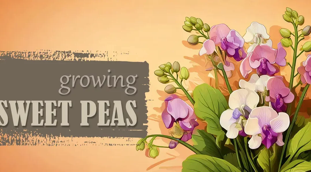 Growing Sweet Peas for Garden Health & Beauty