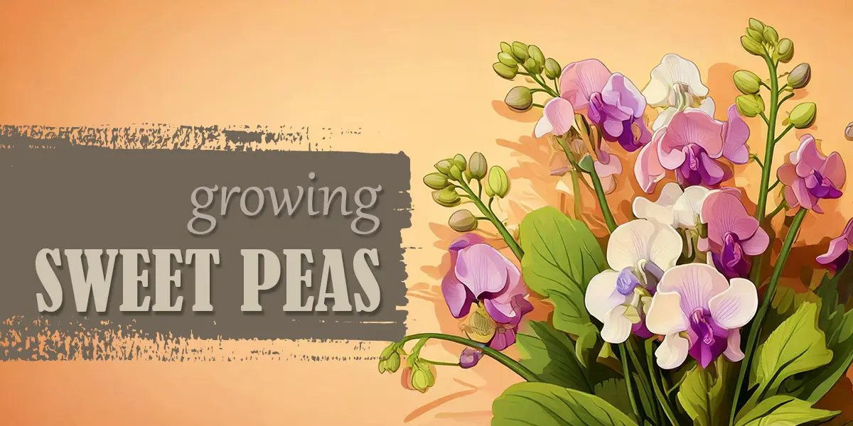 Growing Sweet Peas