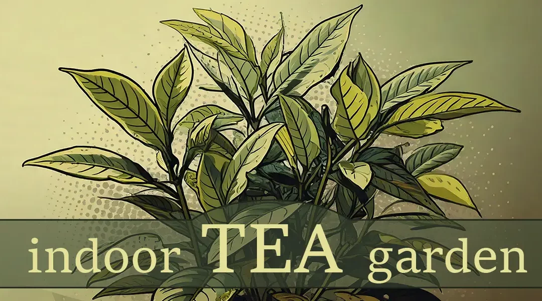 Growing an Indoor Tea Garden for Health & Pleasure