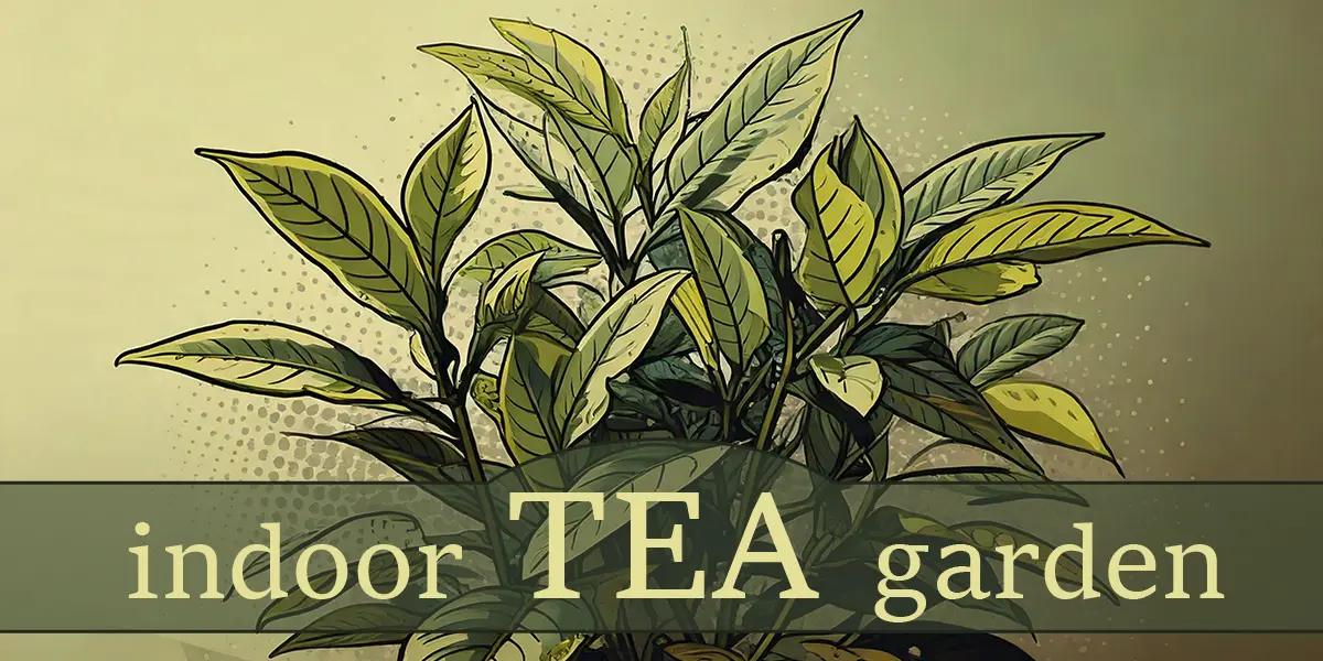 Growing an Indoor Tea Garden