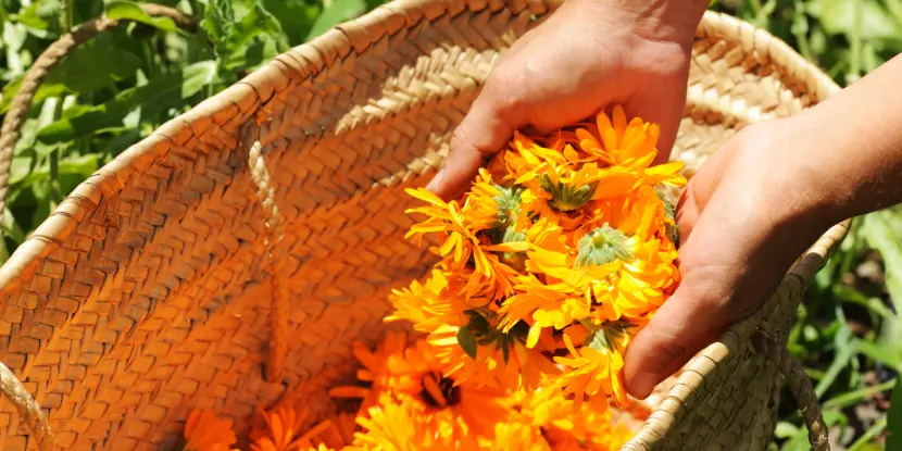 A healthy harvest of calendula blossoms