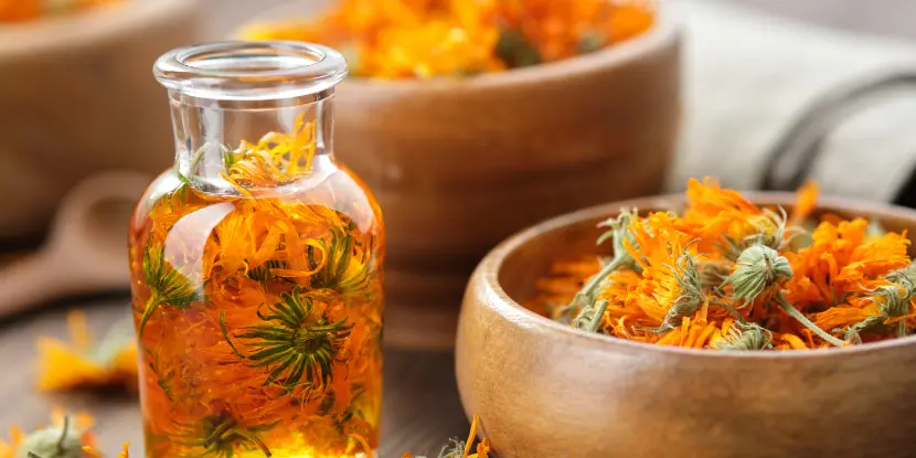 An oil infusion with calendula