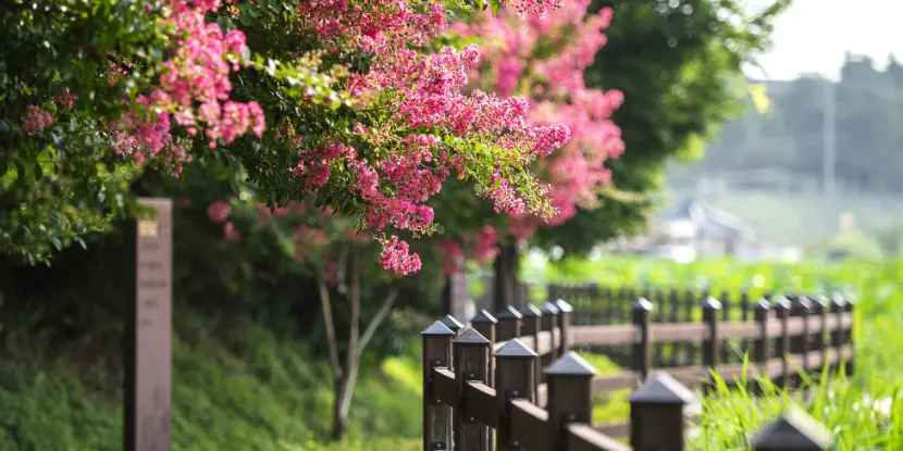 A flowering crape myrtle tree