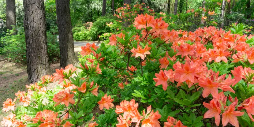 Orange azaleas