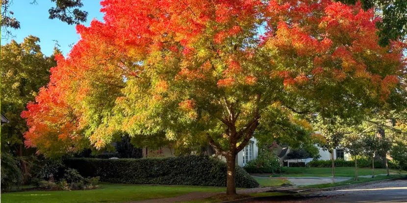 A Chinese pistache tree with autumn colors