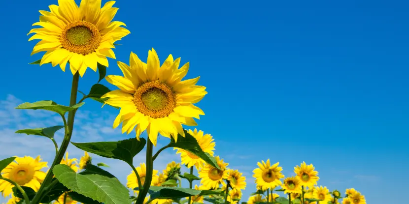 Sunflowers in a field