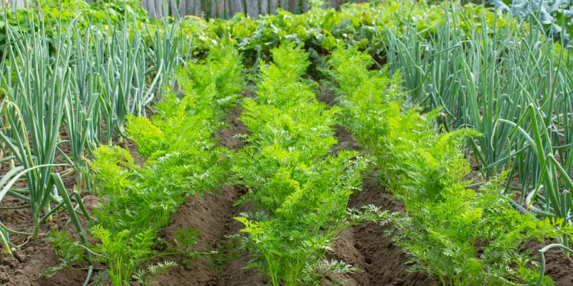 Carrots and onion plants in a garden