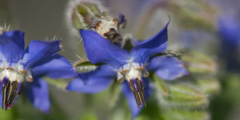 Borage flowers