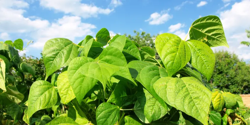 Bean plants in a garden