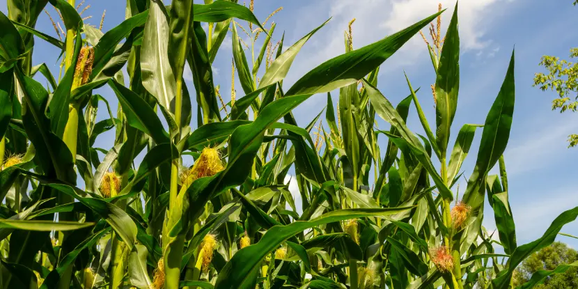 Corn plants in a garden