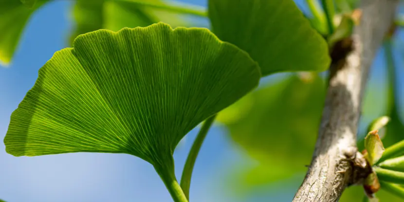 Closeup of Ginkgo biloba leaves