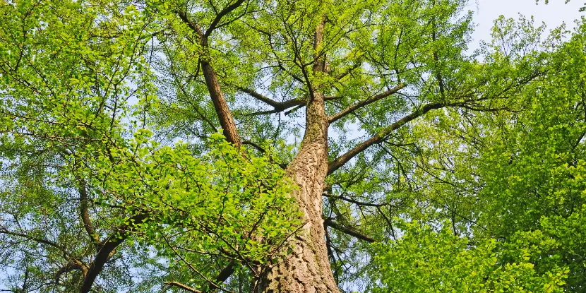 Looking up into the branches of a Ginkgo tree