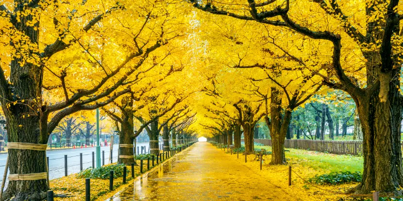 Yellow Ginkgo trees in Japan