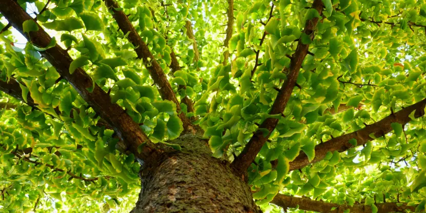 The stout trunk and sturdy branches of an old Ginkgo tree